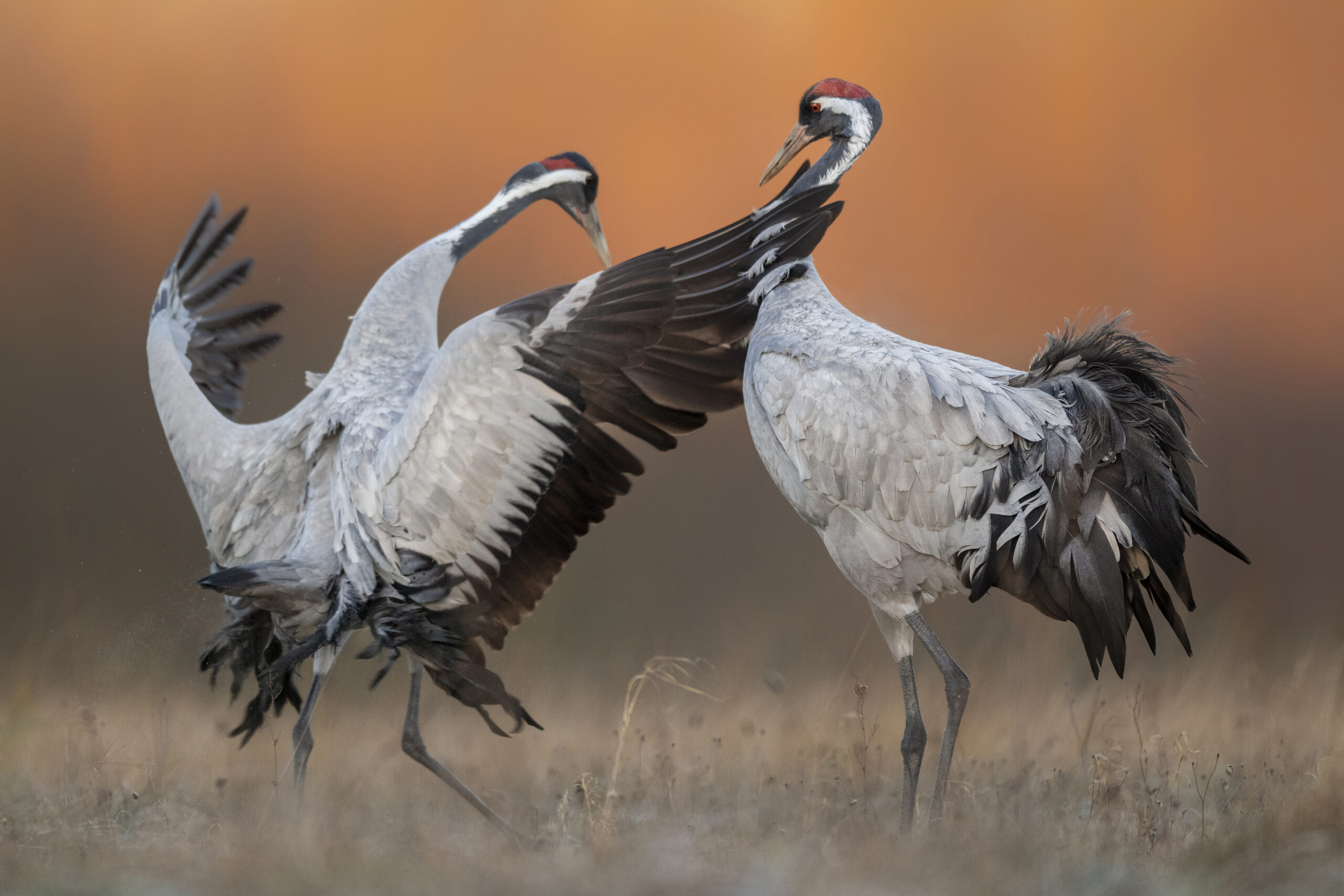 Common crane ( Grus grus ) pair mating
