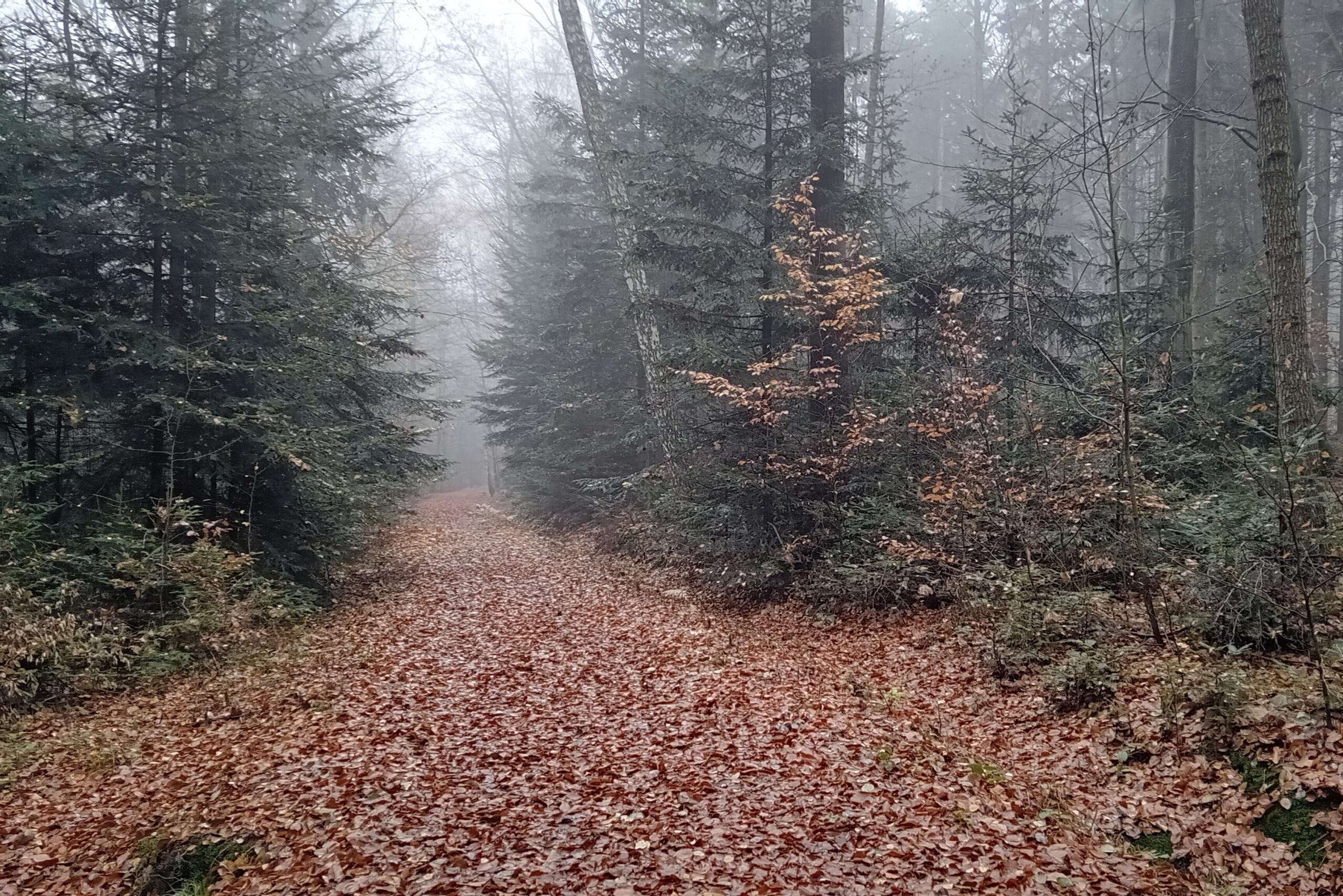fot. własna ŚWI (20251108_100937) kadr