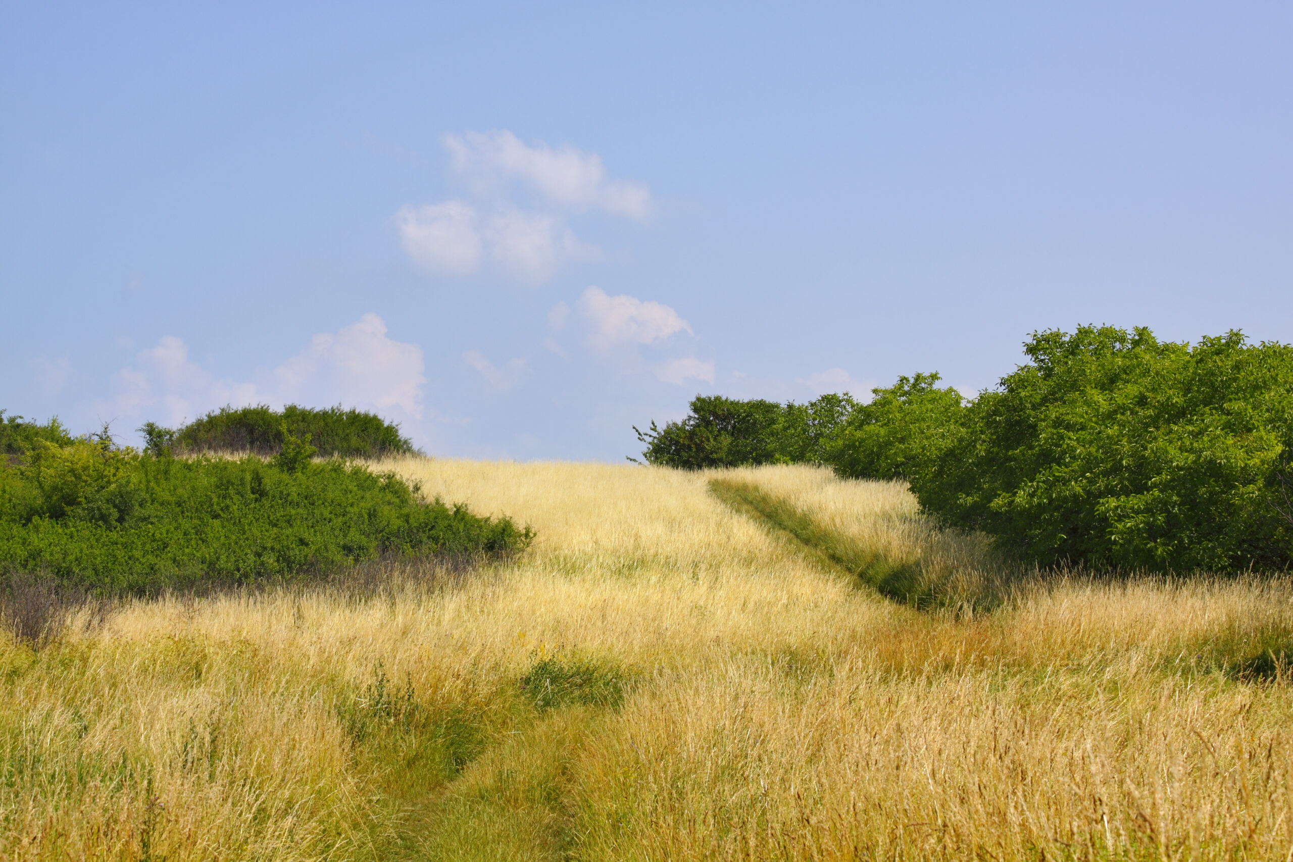 Grassy meadow