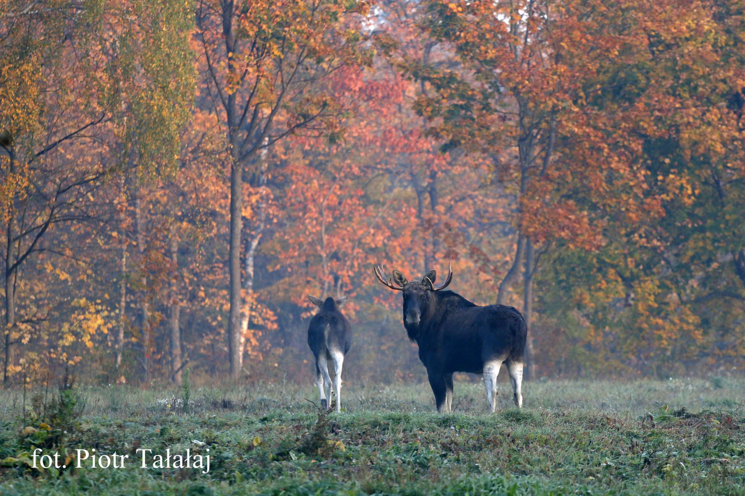 łoś_jesień_01_Fot. Piotr Tałałaj