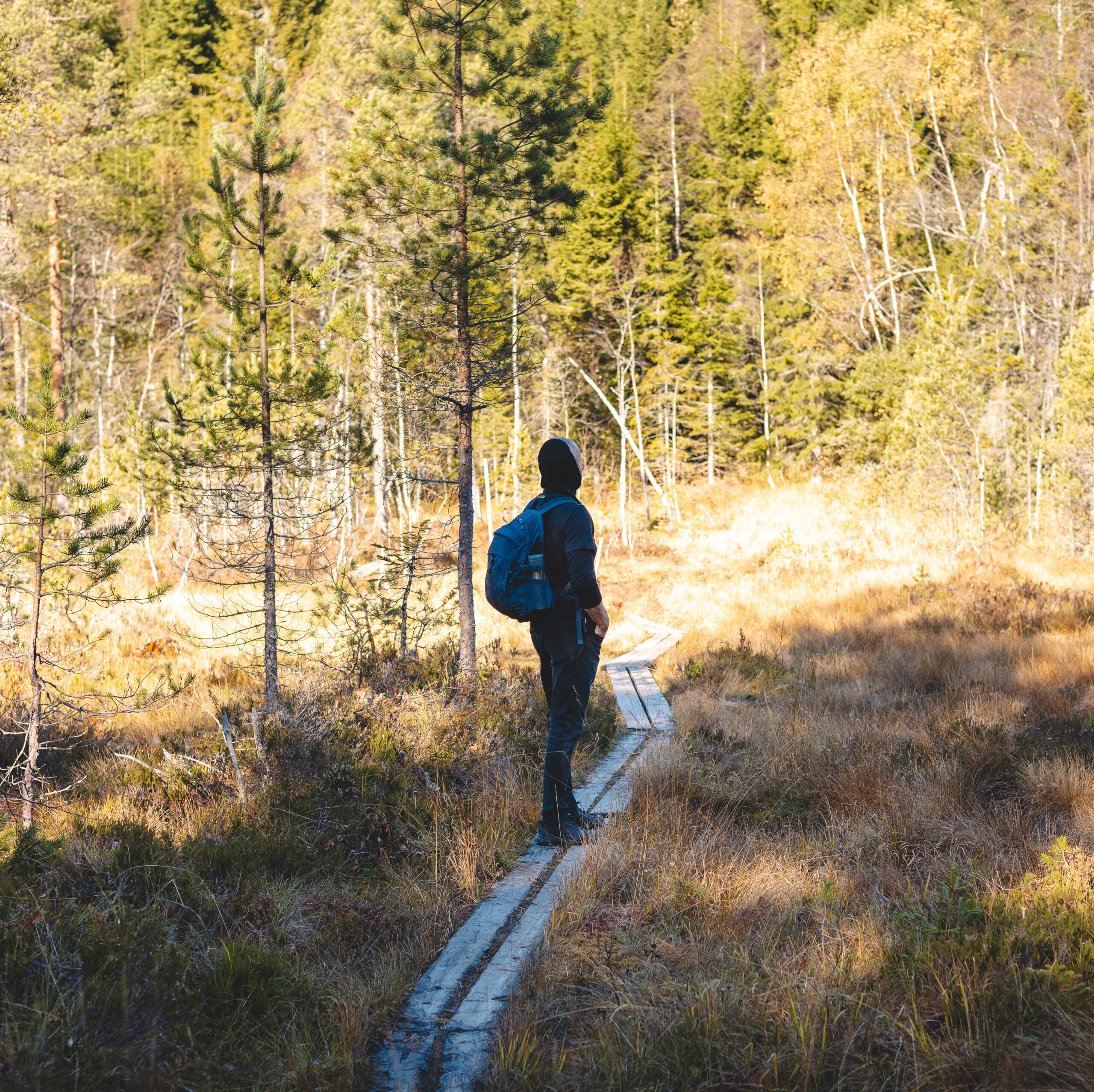 Backpacker walks on a narrow wooden trail in Oslo Marka, surrounded by golden autumn light and the silent whisper of Nordic wilderness. Norwegian raw nature